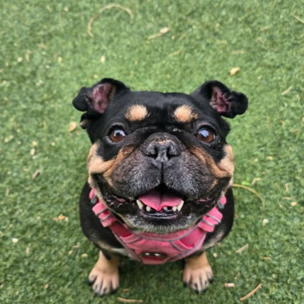 Support-Mayhew-Animal-Home-dog